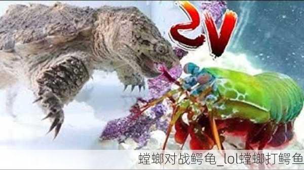 螳螂对战鳄龟_lol螳螂打鳄鱼